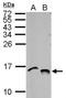 Histone Cluster 4 H4 antibody, NBP2-16848, Novus Biologicals, Western Blot image 