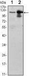 Ubiquitin Like Modifier Activating Enzyme 7 antibody, NBP1-51649, Novus Biologicals, Western Blot image 