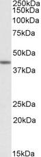 Transcription initiation factor TFIID subunit 7-like antibody, LS-C112669, Lifespan Biosciences, Western Blot image 