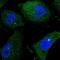 Endo-Beta-N-Acetylglucosaminidase antibody, PA5-54447, Invitrogen Antibodies, Immunofluorescence image 