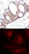 Glycogen Synthase Kinase 3 Alpha antibody, 79-105, ProSci, Immunohistochemistry paraffin image 