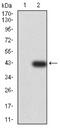 Kruppel Like Factor 2 antibody, NBP2-61812, Novus Biologicals, Western Blot image 