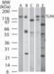 Toll Like Receptor 9 antibody, ALX-804-364-C100, Enzo Life Sciences, Western Blot image 