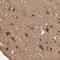 Glia Maturation Factor Beta antibody, PA5-51787, Invitrogen Antibodies, Immunohistochemistry paraffin image 