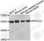 Protein Phosphatase 3 Catalytic Subunit Gamma antibody, A3321, ABclonal Technology, Western Blot image 