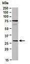 Paired Box 5 antibody, orb67124, Biorbyt, Western Blot image 