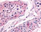 Prostaglandin E Synthase antibody, TA317206, Origene, Immunohistochemistry paraffin image 