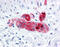 Secretagogin, EF-Hand Calcium Binding Protein antibody, 51-554, ProSci, Immunohistochemistry frozen image 