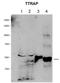 Tyrosyl-DNA Phosphodiesterase 2 antibody, orb324449, Biorbyt, Western Blot image 