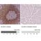 Arachidonate 5-Lipoxygenase antibody, NBP2-56011, Novus Biologicals, Immunohistochemistry paraffin image 