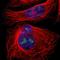 Eukaryotic Translation Initiation Factor 3 Subunit L antibody, HPA003028, Atlas Antibodies, Immunofluorescence image 