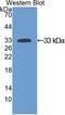 Sirtuin 2 antibody, LS-C301154, Lifespan Biosciences, Western Blot image 