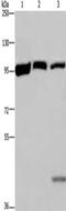 Eukaryotic Translation Elongation Factor 2 antibody, CSB-PA090786, Cusabio, Western Blot image 