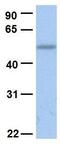 Solute Carrier Family 45 Member 2 antibody, GTX46854, GeneTex, Western Blot image 