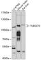 Tubulin Gamma Complex Associated Protein 2 antibody, 13-553, ProSci, Western Blot image 