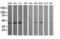 Mitogen-Activated Protein Kinase 13 antibody, LS-C174551, Lifespan Biosciences, Western Blot image 