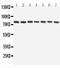 Autophagy Related 7 antibody, PA2261, Boster Biological Technology, Western Blot image 