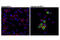 CD207 Molecule antibody, 13650T, Cell Signaling Technology, Immunocytochemistry image 