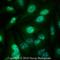 KI-67 antibody, NB110-89717, Novus Biologicals, Immunocytochemistry image 