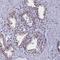 RNA Binding Motif Protein 12 antibody, NBP2-13207, Novus Biologicals, Immunohistochemistry frozen image 