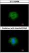 Calpain 2 antibody, GTX102499, GeneTex, Immunocytochemistry image 