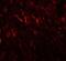 Prickle Planar Cell Polarity Protein 2 antibody, NBP2-81938, Novus Biologicals, Immunocytochemistry image 