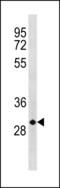 Cyclin D3 antibody, LS-B13777, Lifespan Biosciences, Western Blot image 