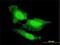 Fibroblast Growth Factor 1 antibody, H00002246-M02, Novus Biologicals, Immunofluorescence image 