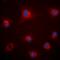 Fibrillin 1 antibody, orb393283, Biorbyt, Immunocytochemistry image 