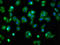 Potassium Voltage-Gated Channel Subfamily Q Member 3 antibody, LS-C671650, Lifespan Biosciences, Immunofluorescence image 