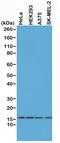 H2A Histone Family Member X antibody, MA5-24663, Invitrogen Antibodies, Western Blot image 