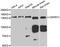 Centromere Protein C antibody, abx005031, Abbexa, Western Blot image 