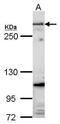 Fibrillin 1 antibody, PA5-27358, Invitrogen Antibodies, Western Blot image 