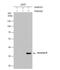 Annexin A2 antibody, NBP1-31310, Novus Biologicals, Western Blot image 