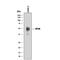 Protein C Receptor antibody, AF2749, R&D Systems, Western Blot image 