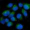 Cytoskeleton Associated Protein 5 antibody, M05324, Boster Biological Technology, Immunofluorescence image 
