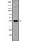 Serine racemase antibody, abx218766, Abbexa, Western Blot image 