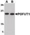 Protein O-Fucosyltransferase 1 antibody, PA5-20581, Invitrogen Antibodies, Western Blot image 