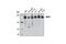 MutS Homolog 6 antibody, 12988S, Cell Signaling Technology, Western Blot image 
