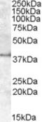 Apolipoprotein L6 antibody, LS-B10331, Lifespan Biosciences, Western Blot image 