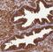 Kelch Like Family Member 9 antibody, NBP2-54727, Novus Biologicals, Immunohistochemistry paraffin image 