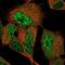 GTPase, IMAP Family Member 6 antibody, NBP2-76542, Novus Biologicals, Immunofluorescence image 