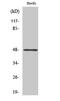 Jun Proto-Oncogene, AP-1 Transcription Factor Subunit antibody, STJ90174, St John