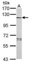 NLR Family Pyrin Domain Containing 7 antibody, PA5-31784, Invitrogen Antibodies, Western Blot image 