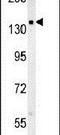 Solute Carrier Family 12 Member 5 antibody, PA5-25770, Invitrogen Antibodies, Western Blot image 