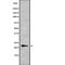 Interferon Alpha 10 antibody, PA5-68031, Invitrogen Antibodies, Western Blot image 