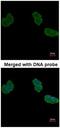 Aminoacylase 1 antibody, NBP1-31366, Novus Biologicals, Immunofluorescence image 