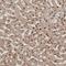 Lysine-specific histone demethylase 1B antibody, NBP1-90148, Novus Biologicals, Immunohistochemistry frozen image 