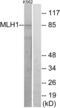 MutL Homolog 1 antibody, LS-C119574, Lifespan Biosciences, Western Blot image 