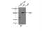 Lanosterol Synthase antibody, 13715-1-AP, Proteintech Group, Immunoprecipitation image 